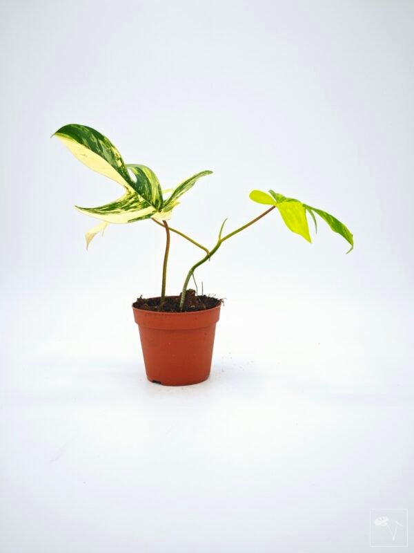 Philodendron Florida Beauty Variegata 8 - Imagen 10