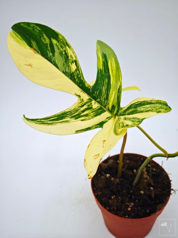 Philodendron Florida Beauty Variegata 8 - Imagen 11