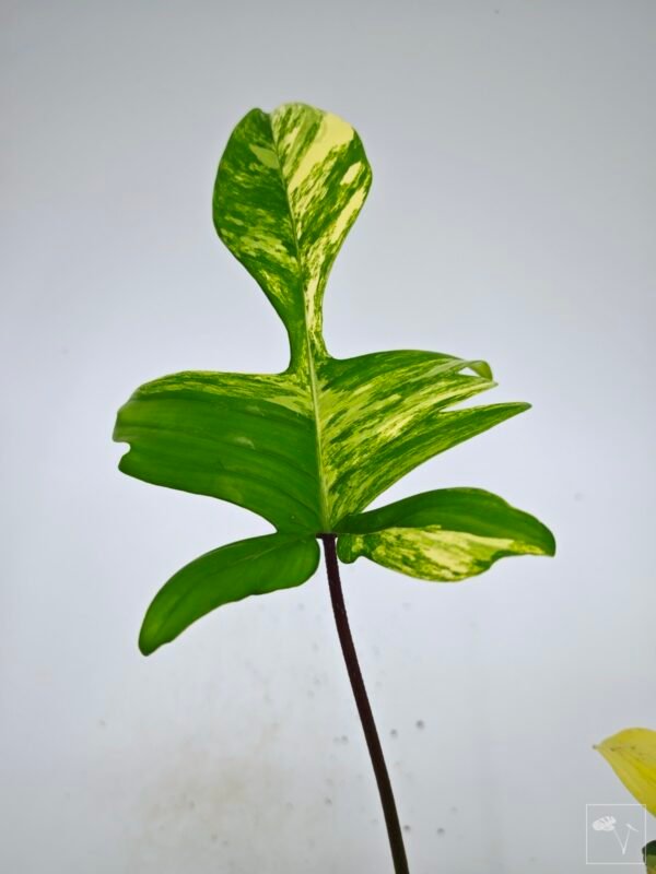 Philodendron Florida Beauty Variegata 9 - Imagen 2