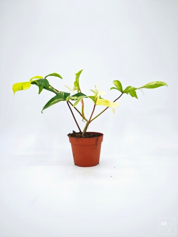 Philodendron Florida Beauty Variegata 9 - Imagen 3