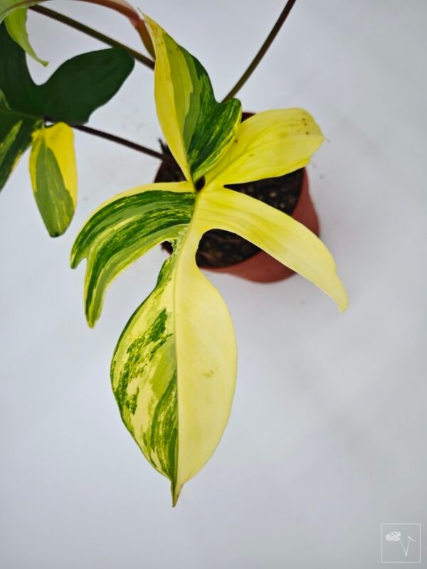 Philodendron Florida Beauty Variegata 9 - Imagen 4