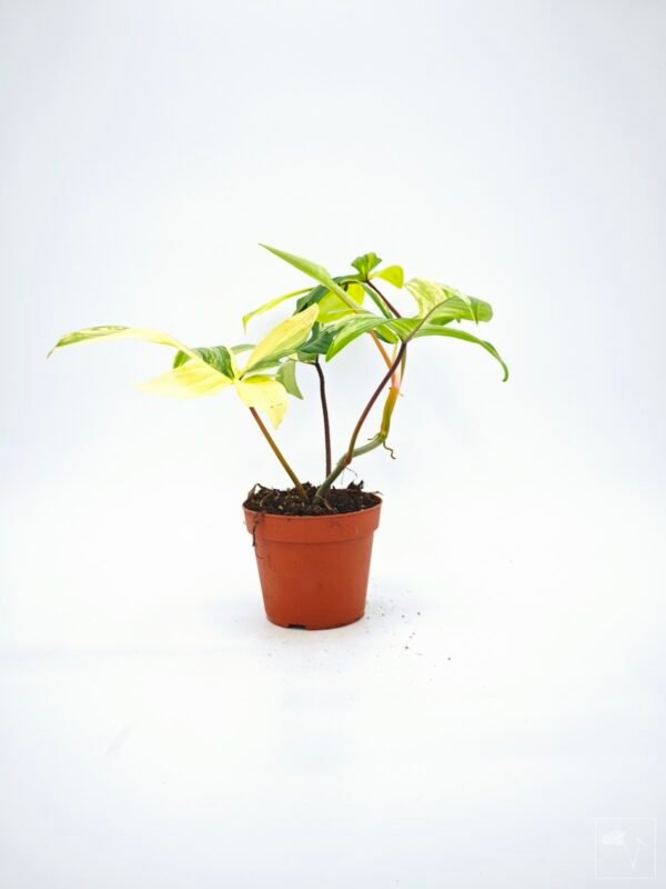Philodendron Florida Beauty Variegata 9 - Imagen 5
