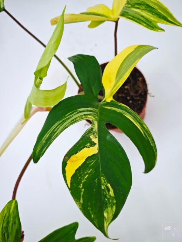 Philodendron Florida Beauty Variegata 9