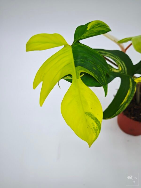 Philodendron Florida Beauty Variegata 9 - Imagen 7