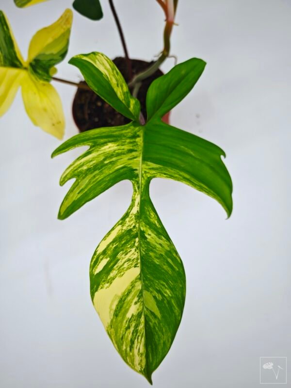 Philodendron Florida Beauty Variegata 9 - Imagen 8