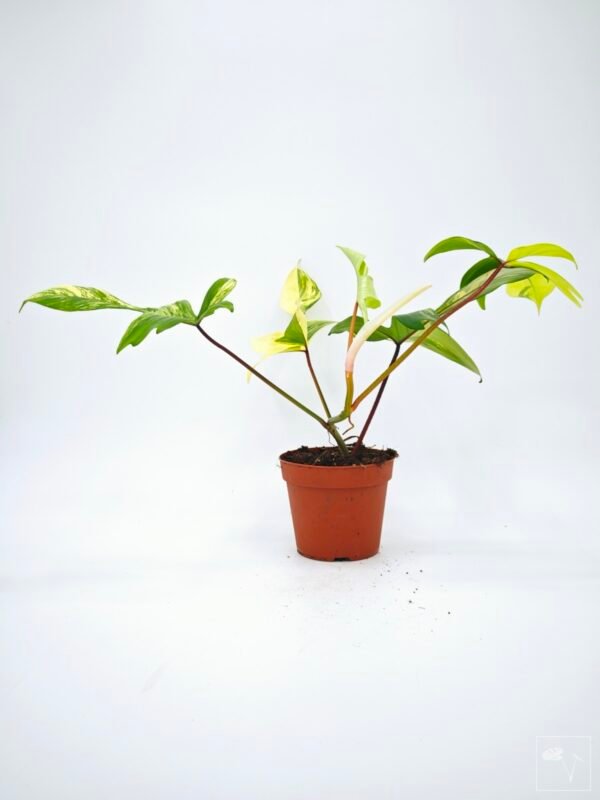 Philodendron Florida Beauty Variegata 9 - Imagen 9
