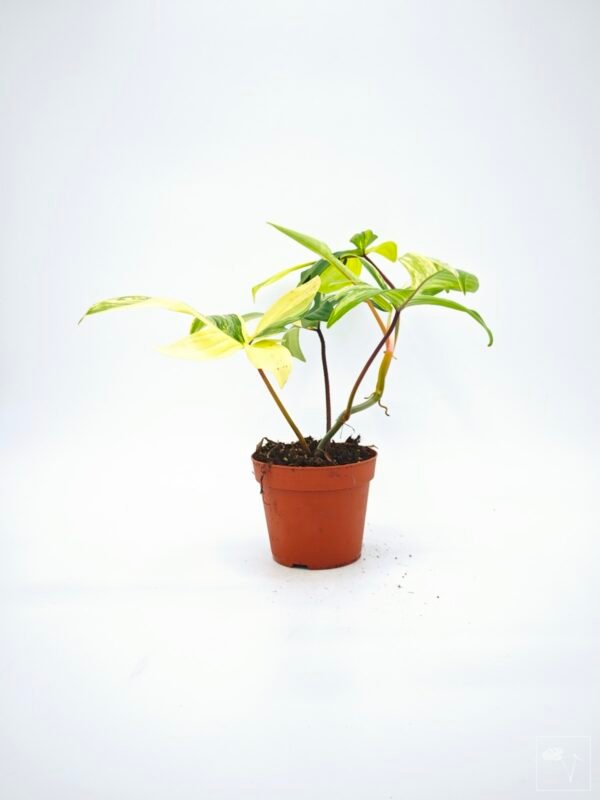 Philodendron Florida Beauty Variegata 9 - Imagen 10