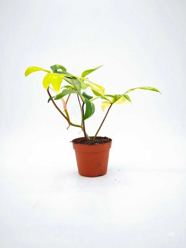 Philodendron Florida Beauty Variegata 9 - Imagen 11