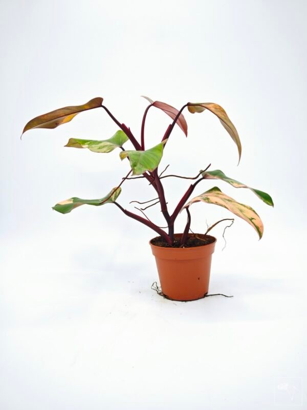 Philodendron Strawberry Shake Variegata 2 - Imagen 2