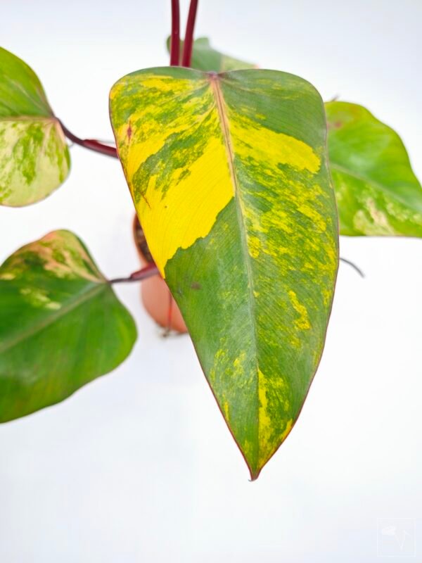 Philodendron Strawberry Shake Variegata 2