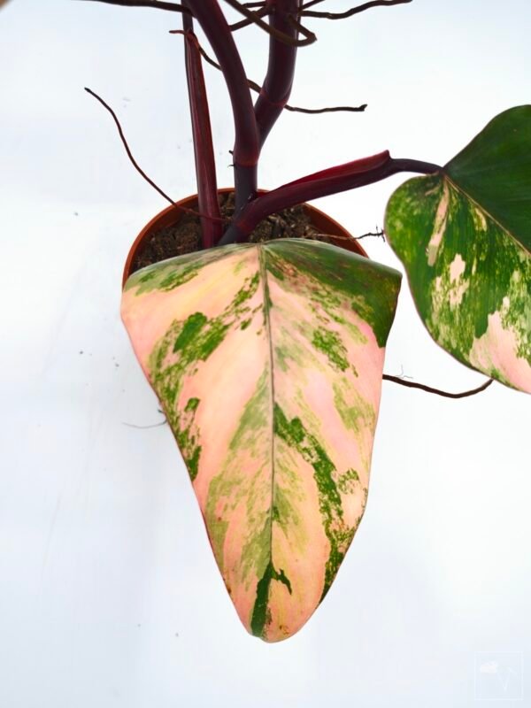 Philodendron Strawberry Shake Variegata 2 - Imagen 4