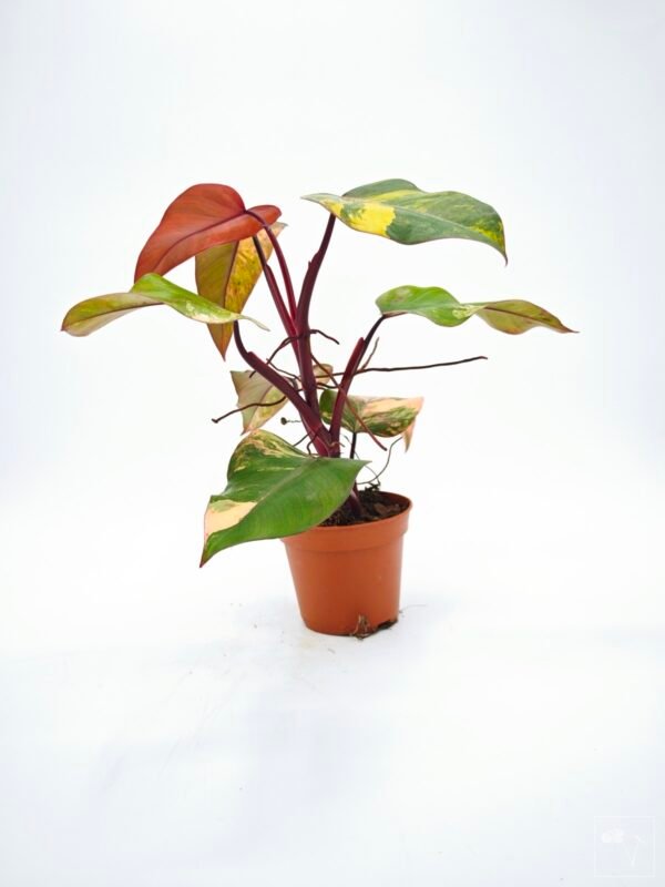 Philodendron Strawberry Shake Variegata 2 - Imagen 5