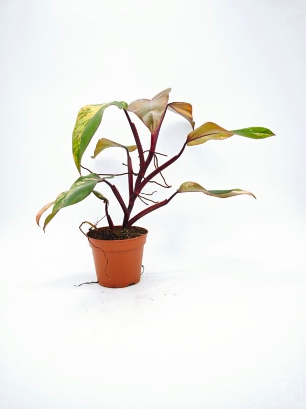Philodendron Strawberry Shake Variegata 2 - Imagen 6
