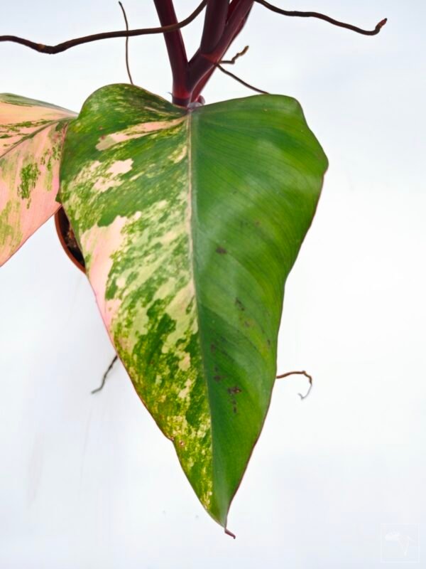 Philodendron Strawberry Shake Variegata 2 - Imagen 7
