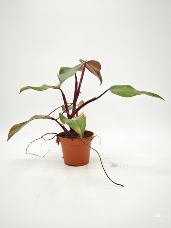 Philodendron Strawberry Shake Variegata 3 - Imagen 2