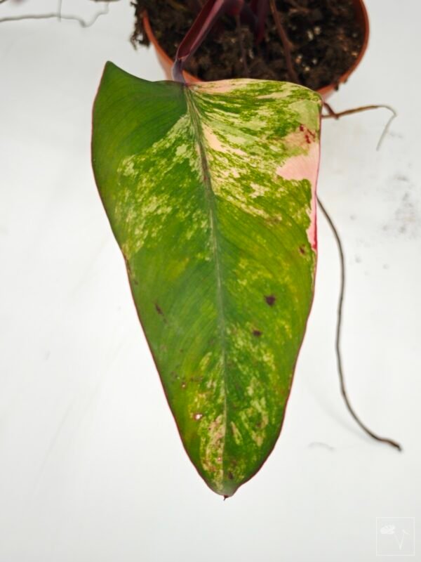Philodendron Strawberry Shake Variegata 3 - Imagen 3