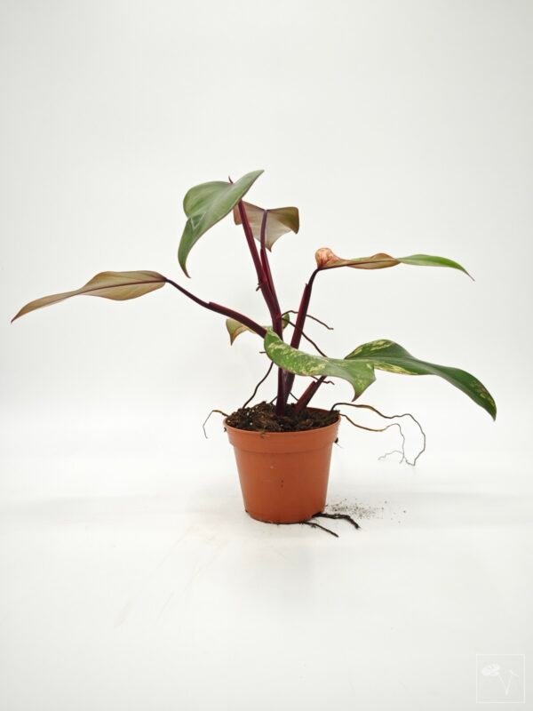 Philodendron Strawberry Shake Variegata 3 - Imagen 4