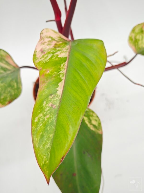 Philodendron Strawberry Shake Variegata 3 - Imagen 5