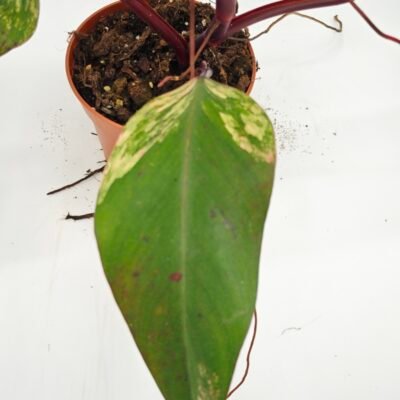 Philodendron Strawberry Shake Variegata