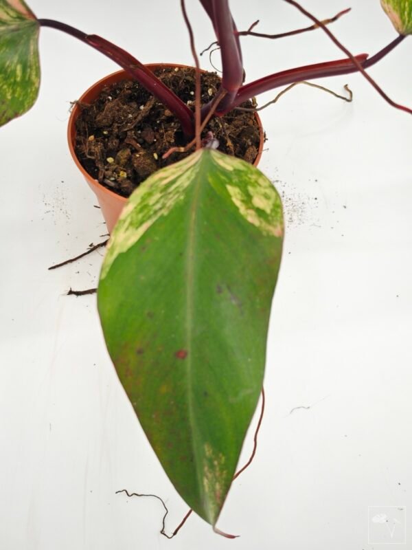 Philodendron Strawberry Shake Variegata 3