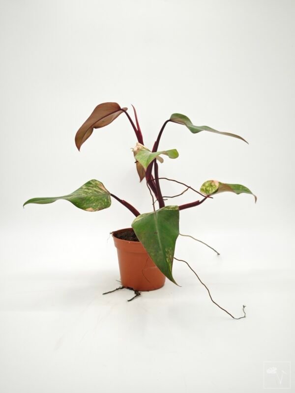 Philodendron Strawberry Shake Variegata 3 - Imagen 7