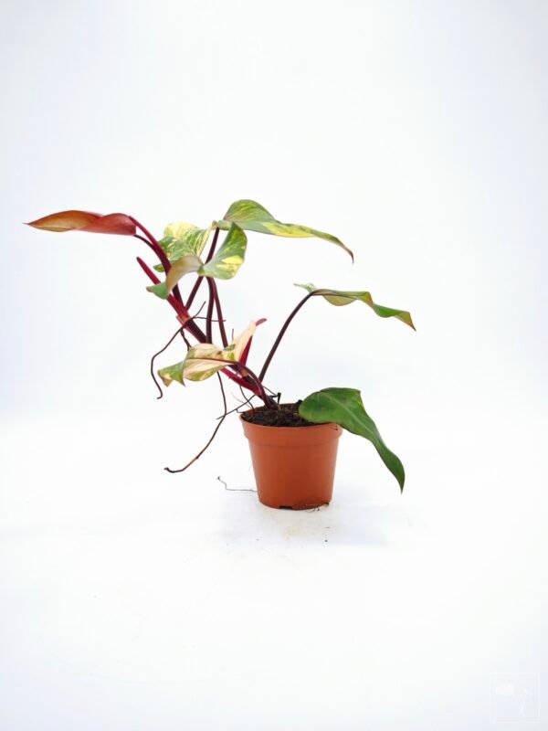 Philodendron Strawberry Shake Variegata 4 - Imagen 2