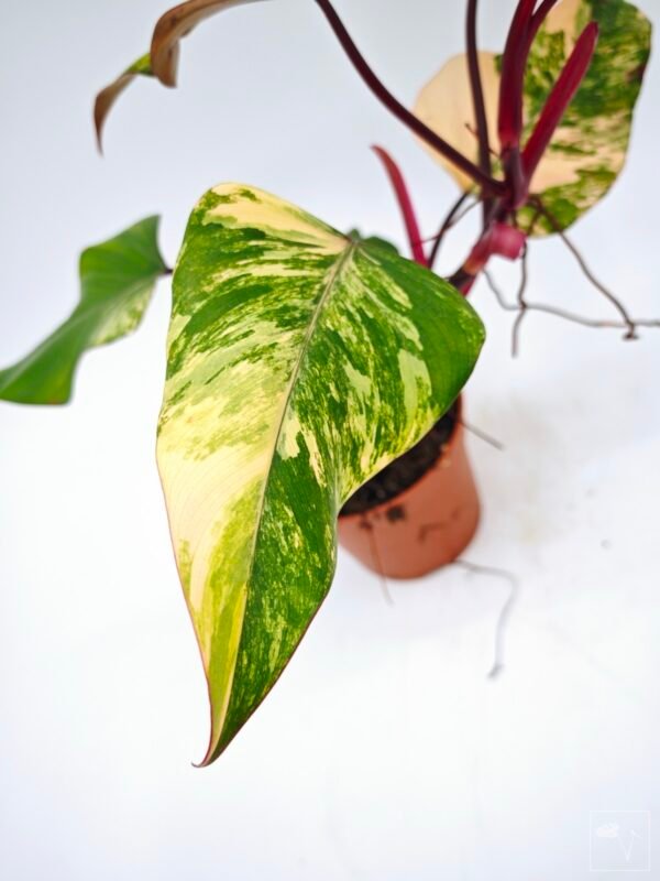 Philodendron Strawberry Shake Variegata 4 - Imagen 3