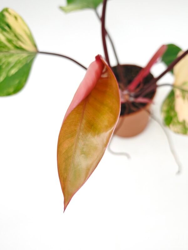Philodendron Strawberry Shake Variegata 4 - Imagen 4