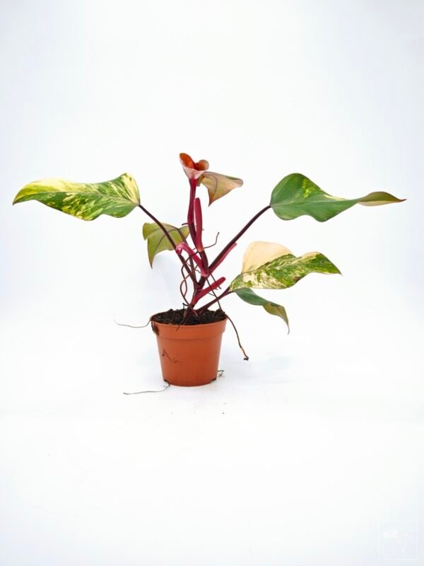 Philodendron Strawberry Shake Variegata 4 - Imagen 5