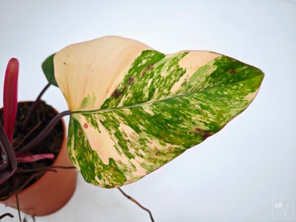 Philodendron Strawberry Shake Variegata 4
