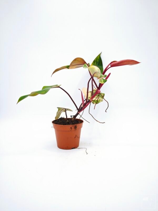 Philodendron Strawberry Shake Variegata 4 - Imagen 7