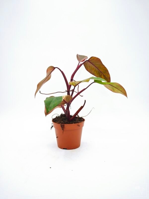 Philodendron Strawberry Shake Variegata 5 - Imagen 2