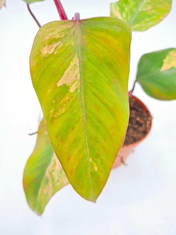 Philodendron Strawberry Shake Variegata 5
