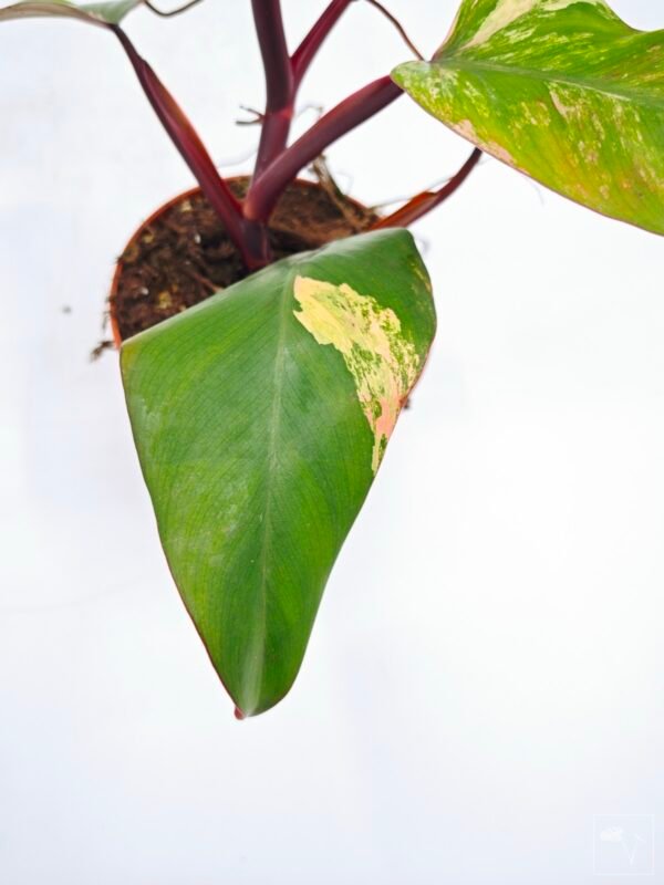 Philodendron Strawberry Shake Variegata 5 - Imagen 5