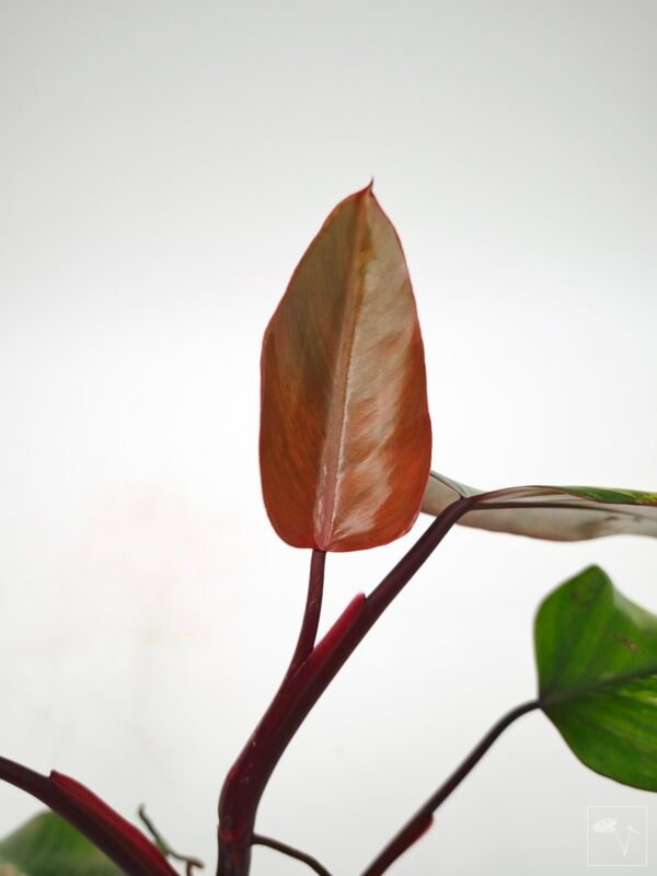 Philodendron Strawberry Shake Variegata 5 - Imagen 6