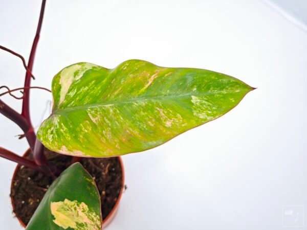 Philodendron Strawberry Shake Variegata 5 - Imagen 7