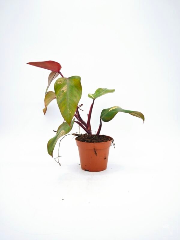 Philodendron Strawberry Shake Variegata 5 - Imagen 8