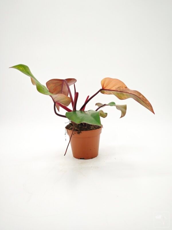 Philodendron Strawberry Shake Variegata 6 - Imagen 2