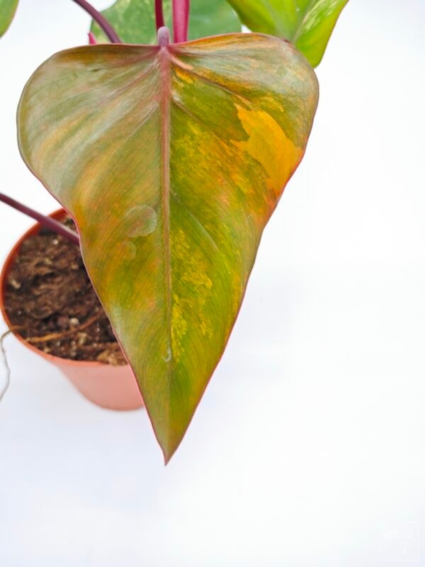Philodendron Strawberry Shake Variegata 6 - Imagen 3