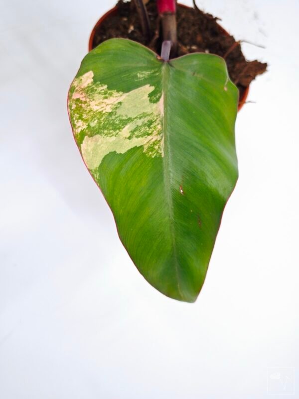 Philodendron Strawberry Shake Variegata 6 - Imagen 4