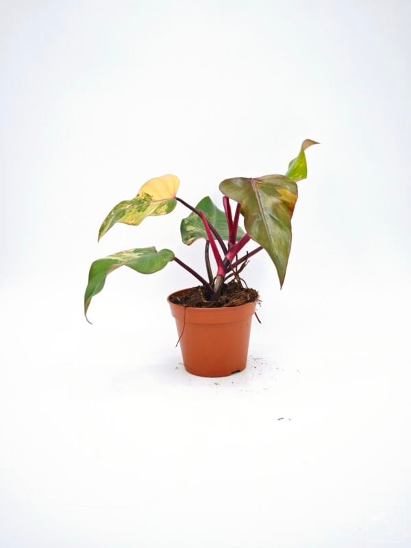 Philodendron Strawberry Shake Variegata 6 - Imagen 5