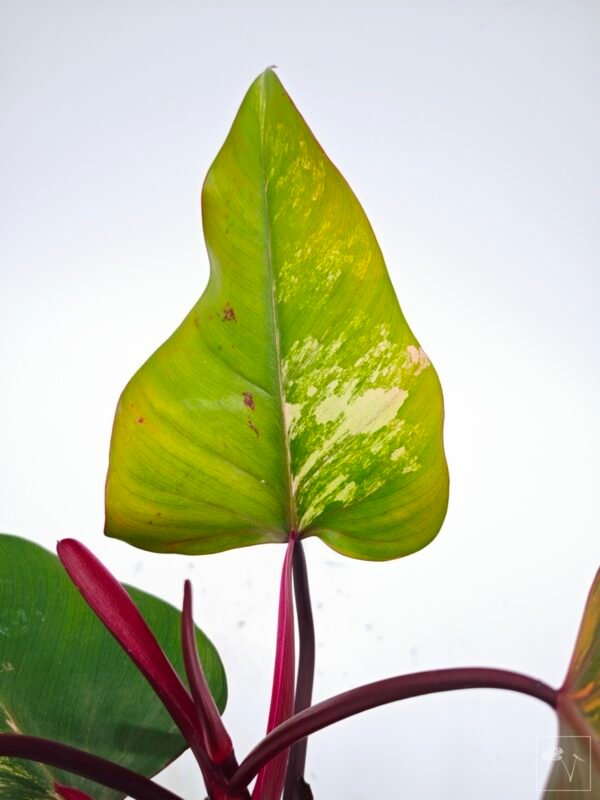 Philodendron Strawberry Shake Variegata 6 - Imagen 6