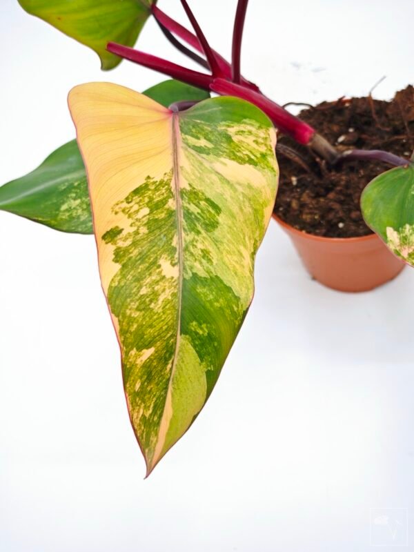 Philodendron Strawberry Shake Variegata 6
