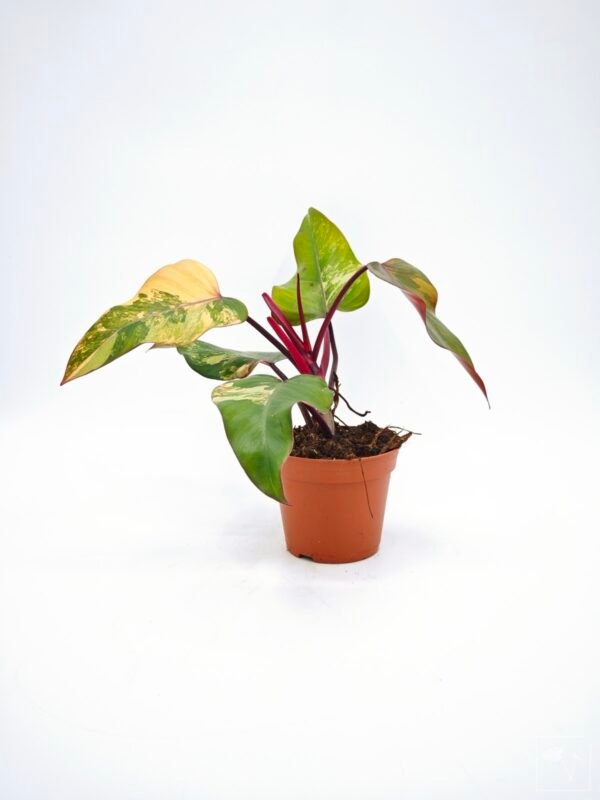 Philodendron Strawberry Shake Variegata 6 - Imagen 8