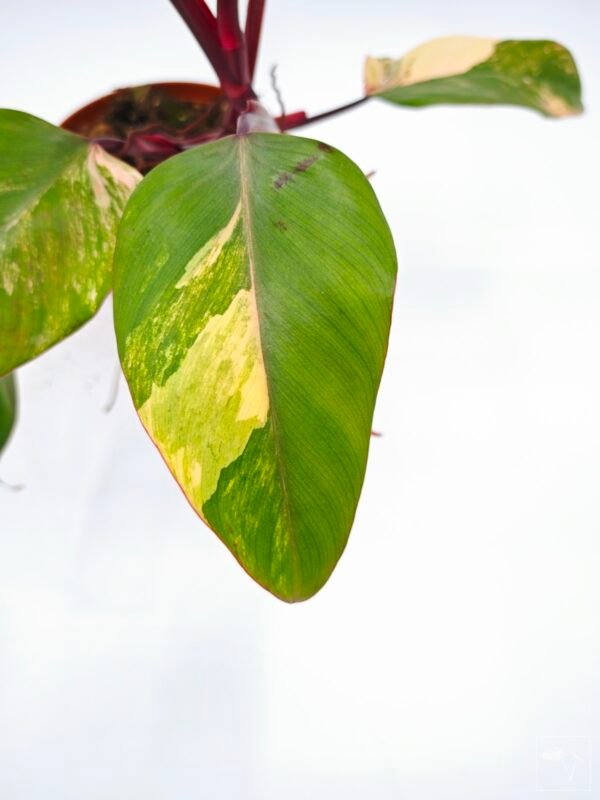 Philodendron Strawberry Shake Variegata 7 - Imagen 3