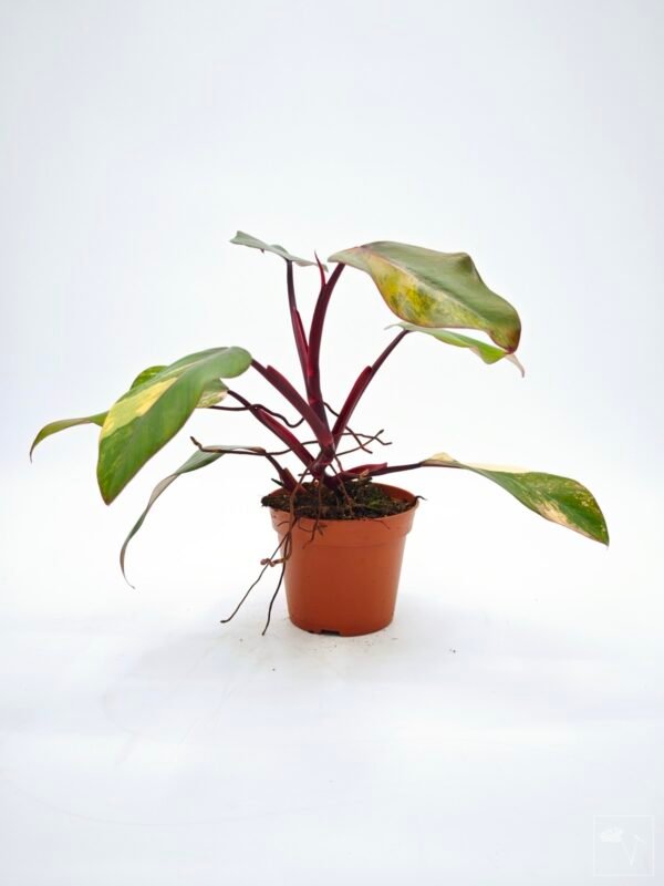 Philodendron Strawberry Shake Variegata 7 - Imagen 4