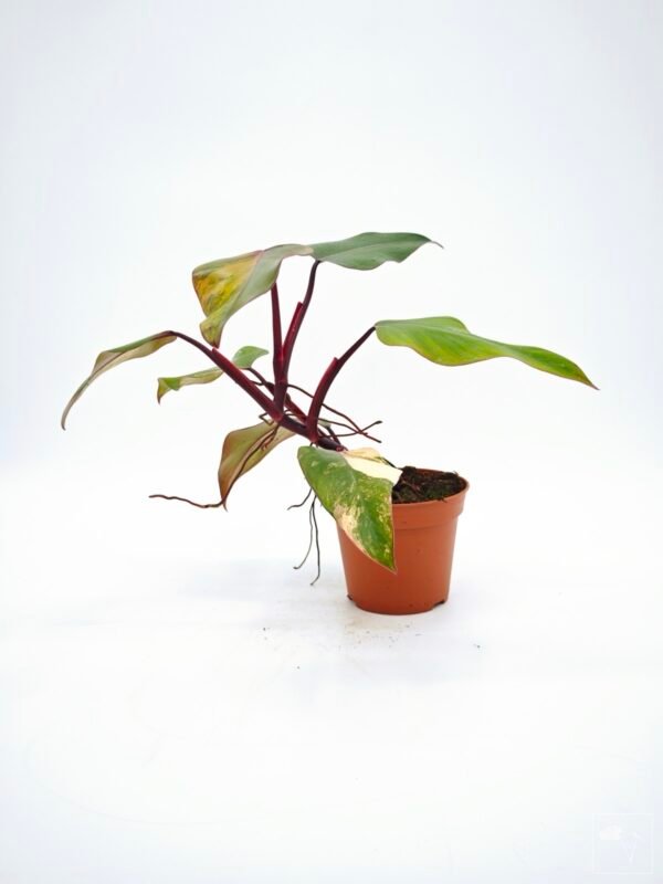 Philodendron Strawberry Shake Variegata 7 - Imagen 5
