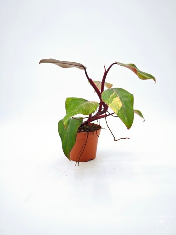 Philodendron Strawberry Shake Variegata 7 - Imagen 6