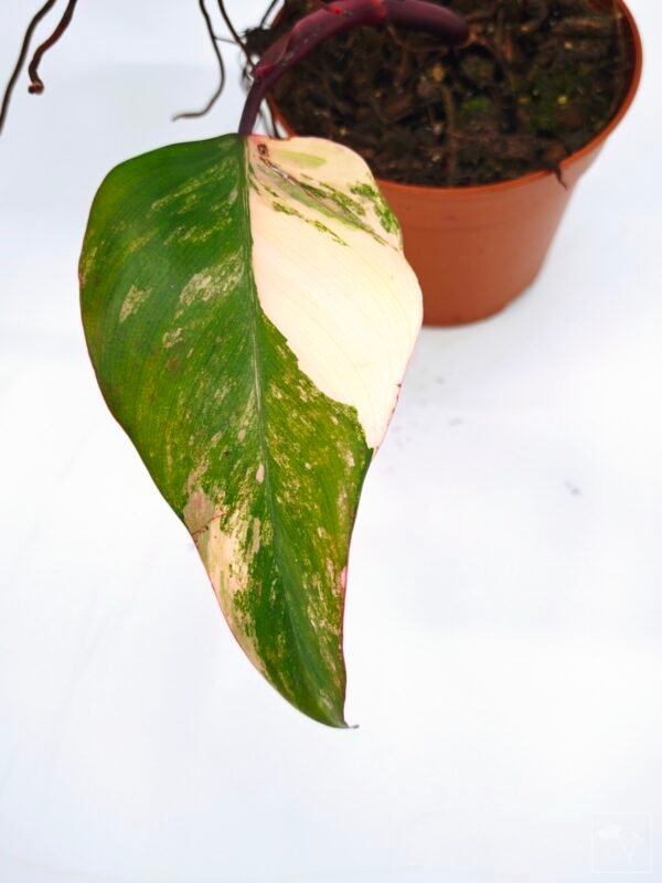 Philodendron Strawberry Shake Variegata 7