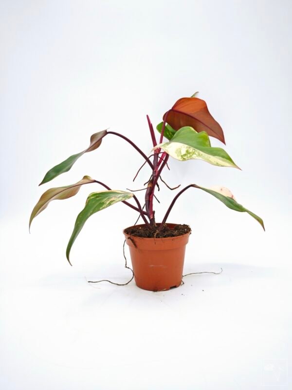 Philodendron Strawberry Shake Variegata - Imagen 2